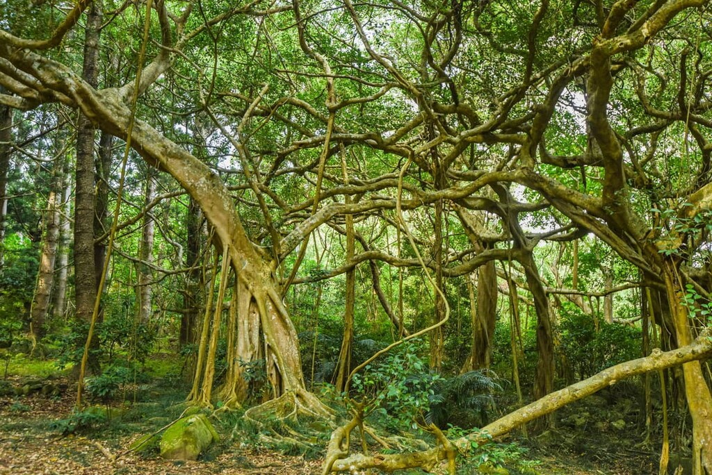 Giant White Bark Banyan Tree, Kenting National Park, South Taiwan