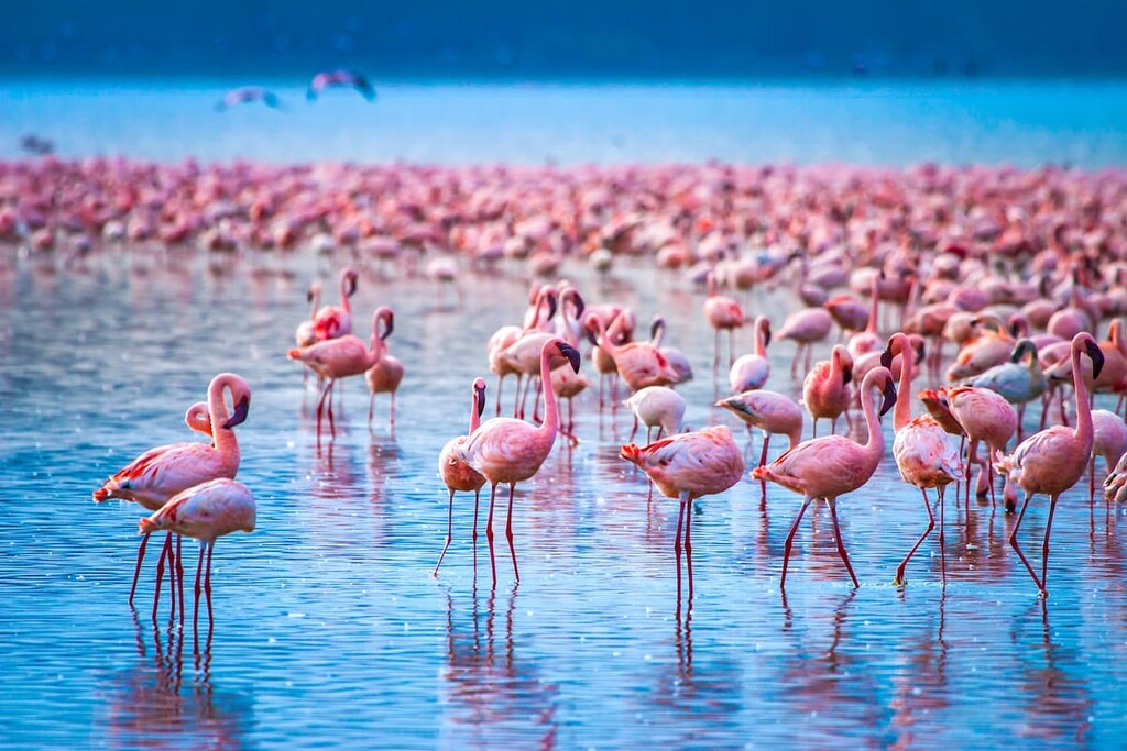 Lake Nakuru, Flamingo, Kenya