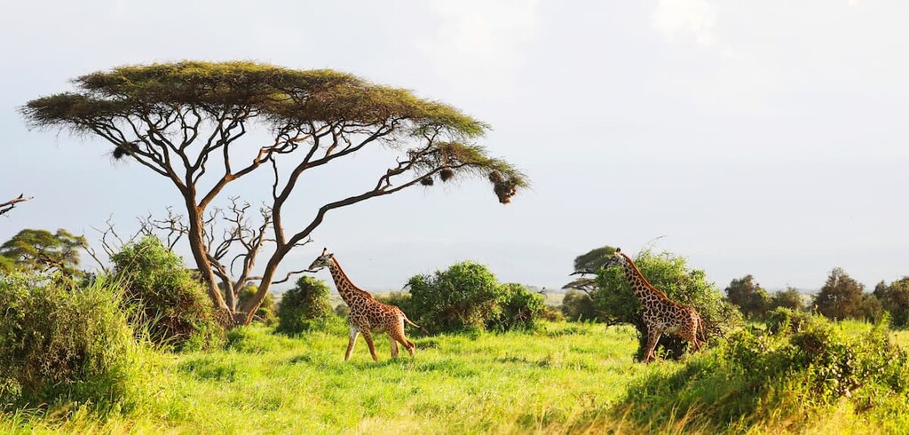 Masai Giraffe, Massai-Giraffe in Amboseli National Park, Kenya