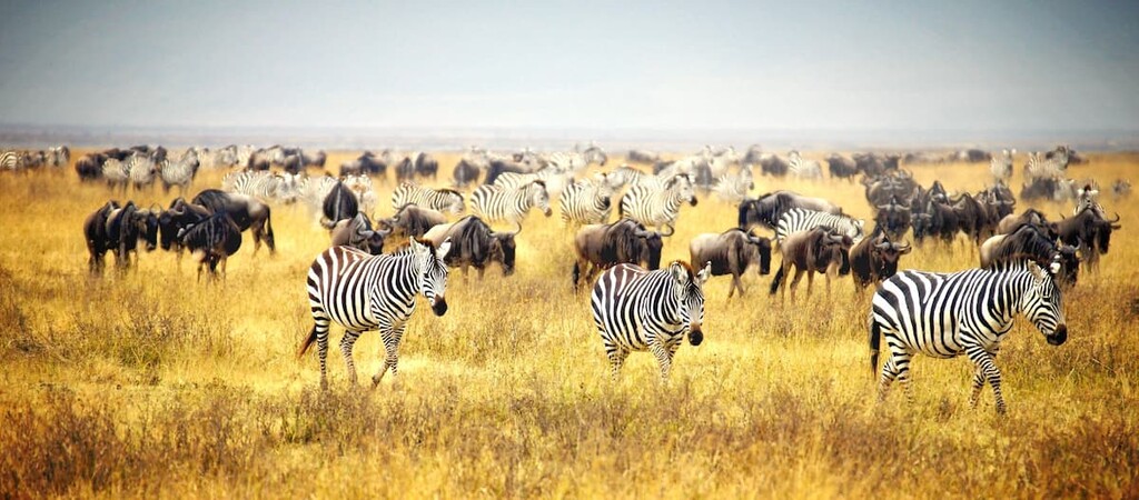 Meru National Park, Kenya