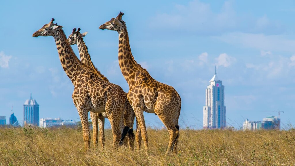 Nairobi National Park, Kenya