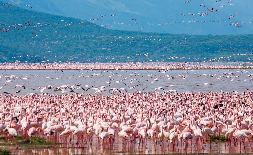 Nakuru National Park, Kenya