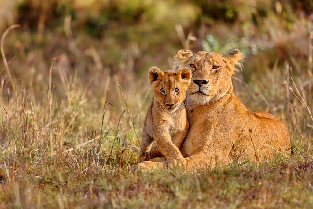 Notches Rongai, lions, Kenya
