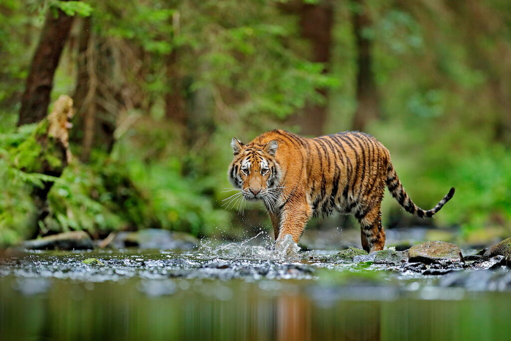  The Amur Tiger, Khabarovsk Region, Russia