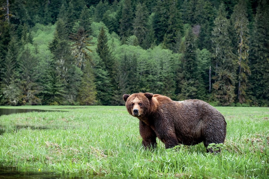 Khutzeymateen Provincial Park, Canada