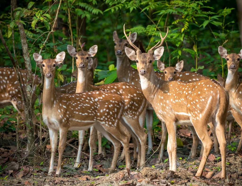 Japanese deer, Kirishima-Kinkowan National Park, Japan