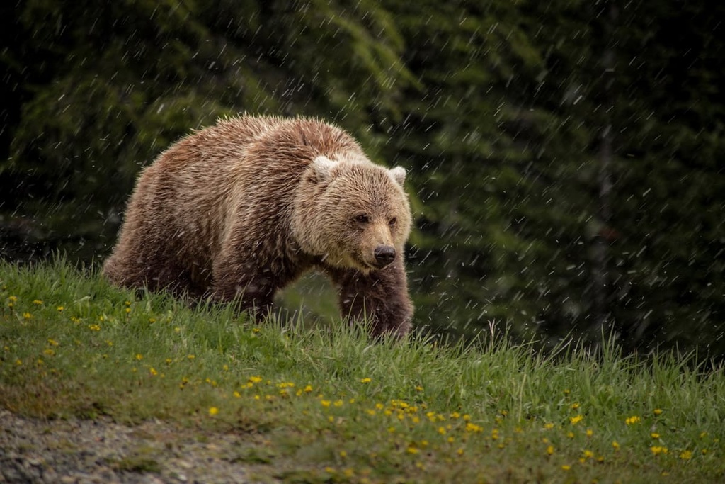 Kiska-Willson Public Land Use Zone, Alberta