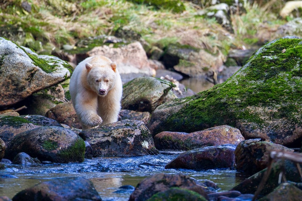 Kitasoo Spirit Bear Conservancy, Canada