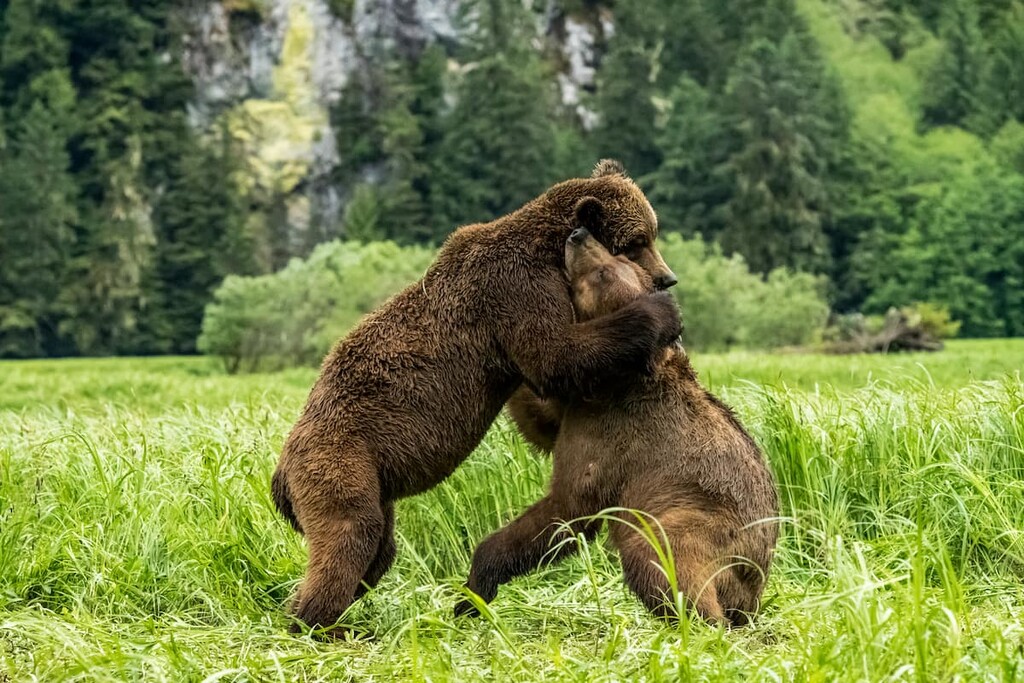 Grizzly bears in Khutzeeymateen provincial park, Kitimat Ranges, British Columbia