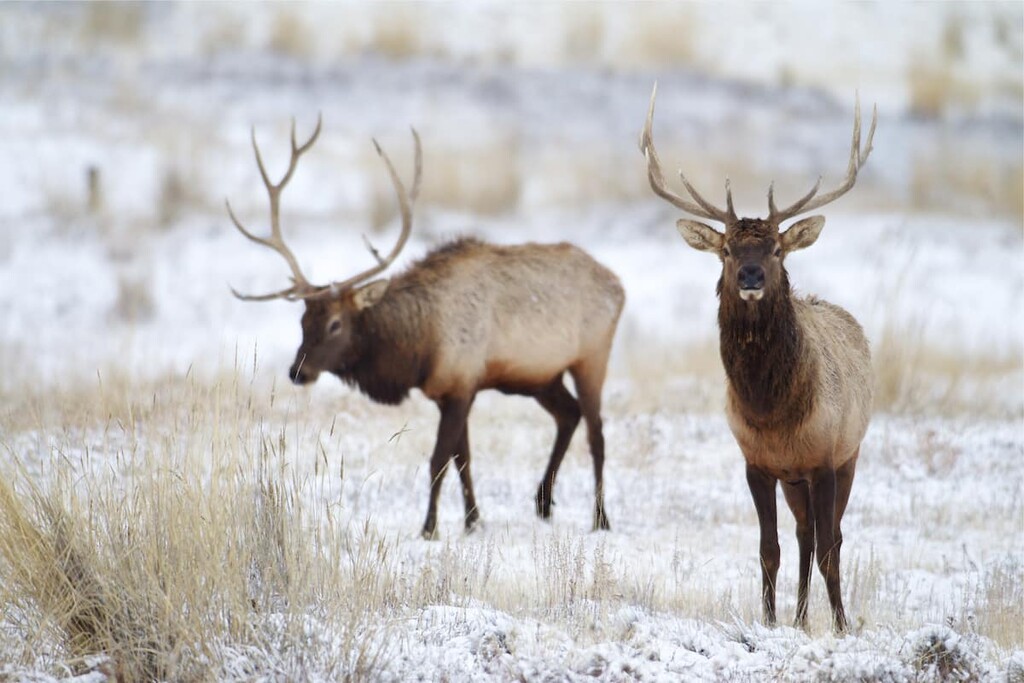 Roosevelt elk, Kitimat Ranges, British Columbia