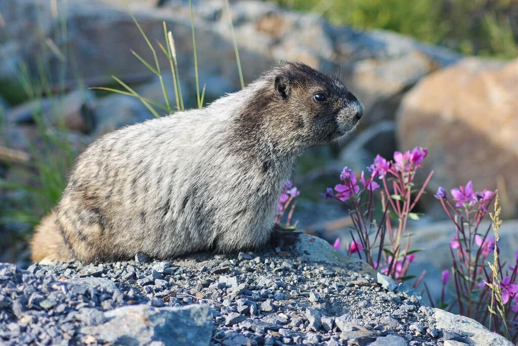 Hoary marmot, Regional District of Kitimat-Stikine, British Columbia