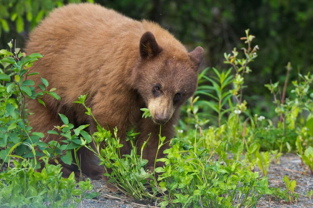 Bears, Regional District of Kitimat-Stikine, British Columbia