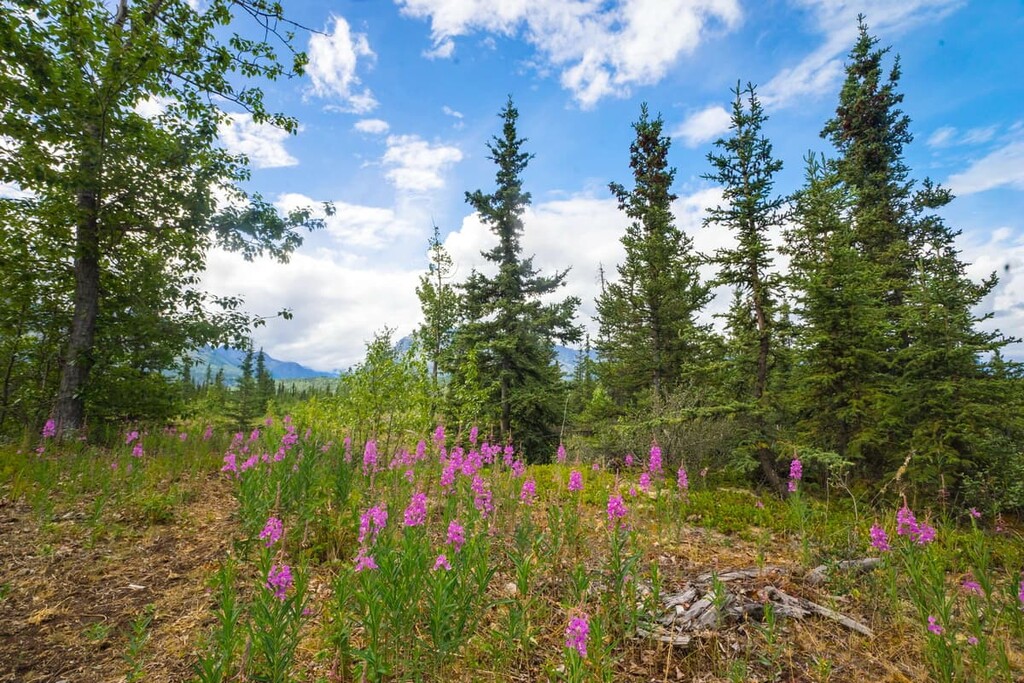 Wildflowers, Regional District of Kitimat-Stikine, British Columbia