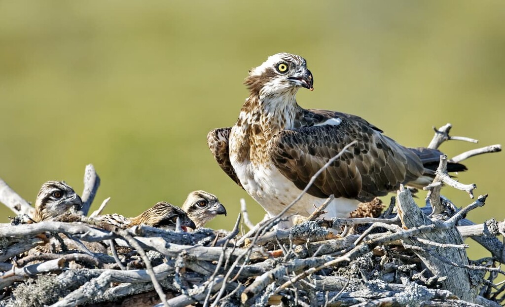 osprey, Koli National Park, Finland