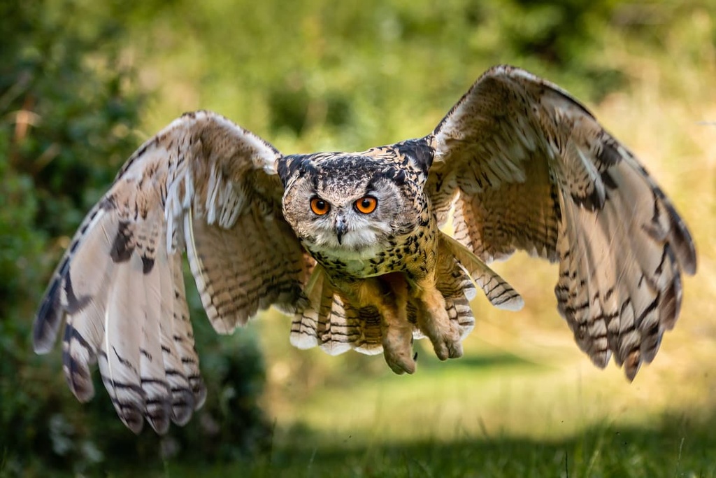 Eurasian eagle-owl, Kopaonik National Park, Serbia
