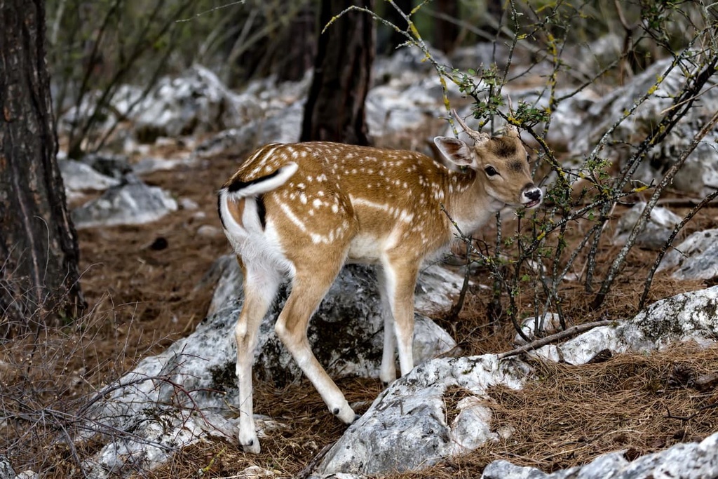 spotted deer, Republic of Kosovo