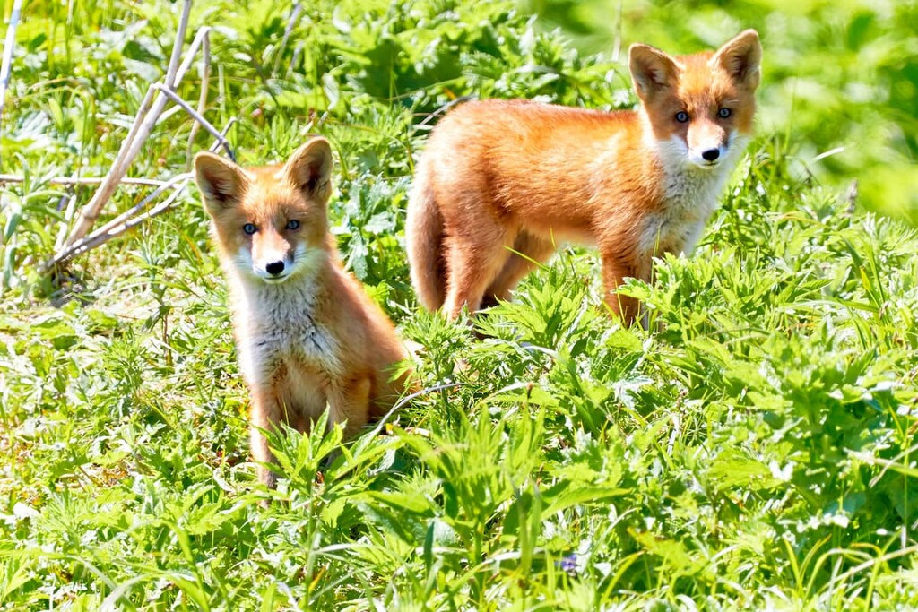 Fox cubs in a natural habitat, Russia