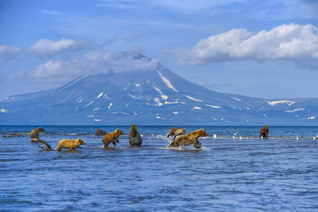 Kamchatka brown bears (Ursus arctos beringianus) fishing on the Kuril Lake 