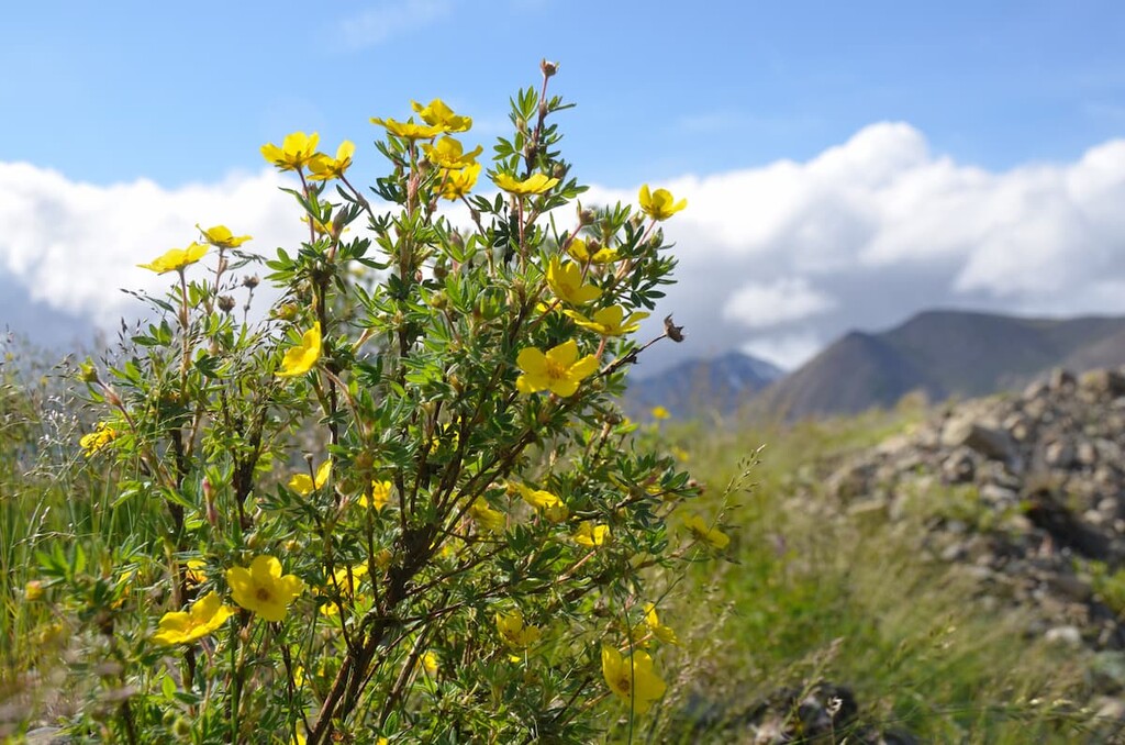 Yellow flowers of Kuril tea, Russia