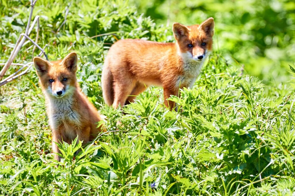 A pair of curious fox cubs in a natural habitat, Onekotan, Kuril Islands