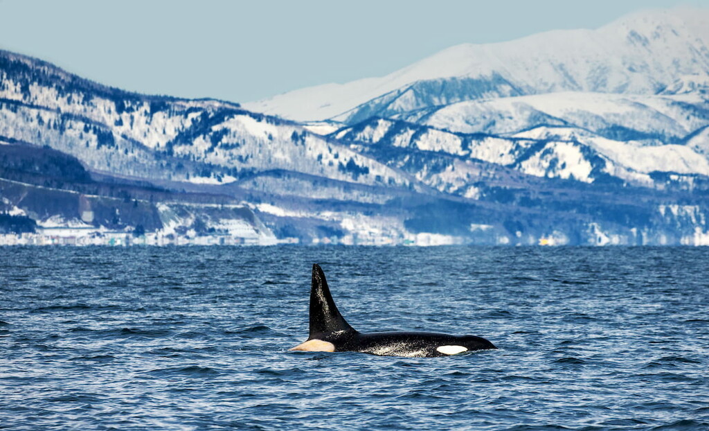Killer whale swims along the coast of the island of Hokkaido in the Kunashir Strait