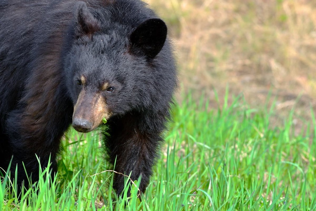 Kwadacha Wilderness Provincial Park, British Columbia