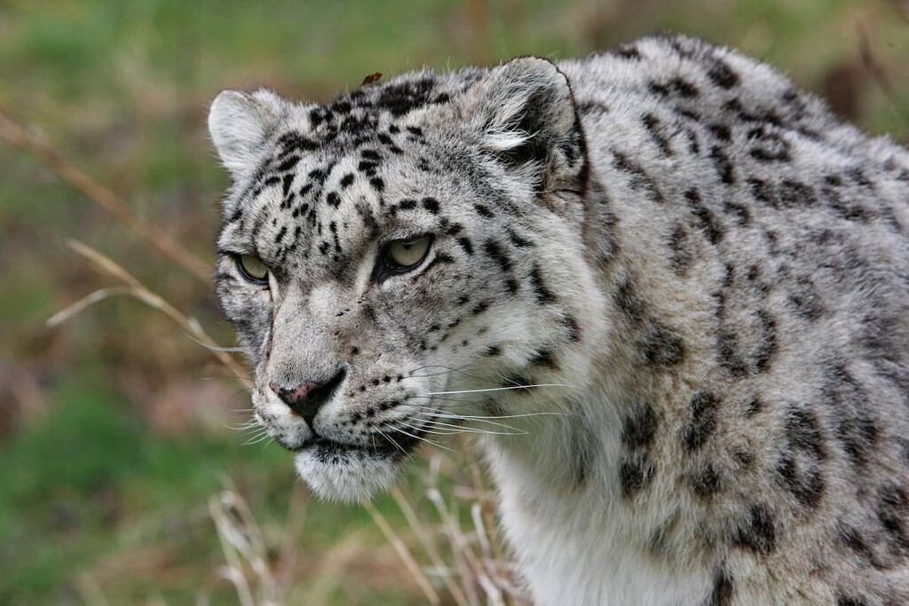Snow leopards, South Tian Shan, Kyrgyzstan