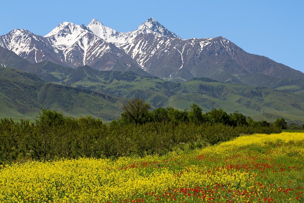 The blooming valleys against the backdrop of the Tien Shan peaks, Kyrgyzstan