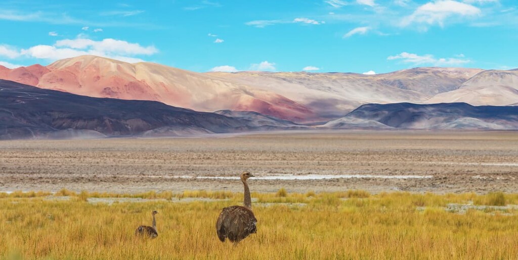 Andean rhea, La Chinchilla High Andean Provincial Reserve, Argentina