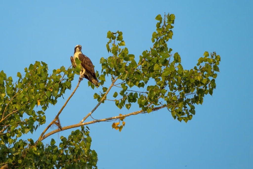Parc national du Lac Témiscouata, Quebec