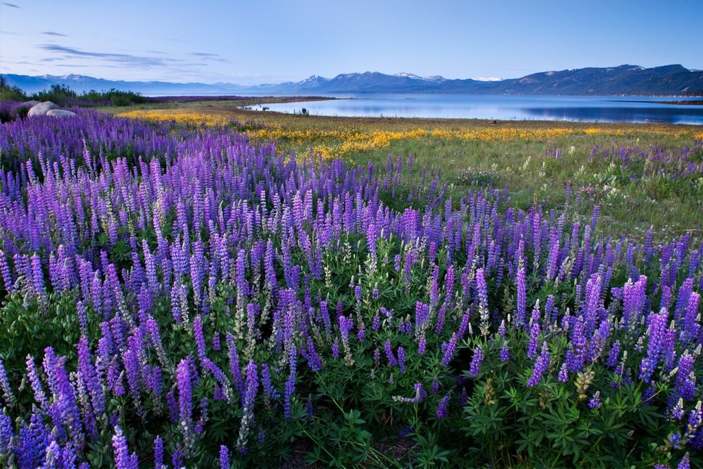 Lupine Meadow, Lake Tahoe Basin Management Unit, California