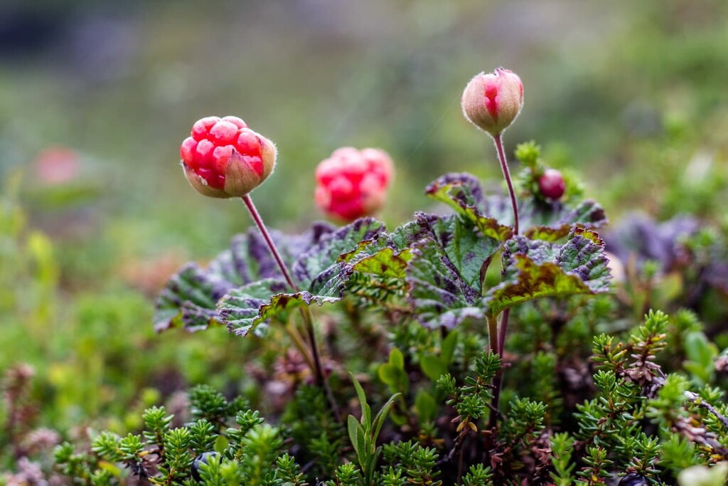 Cloudberries, Lapland, Finland
