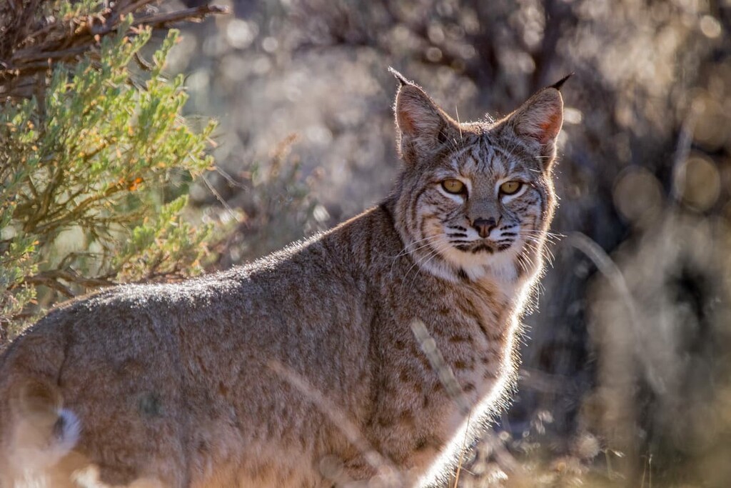 Latir Peak Wilderness, New Mexico