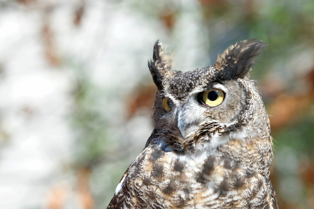great horned owl, Lava Beds National Monument, California
