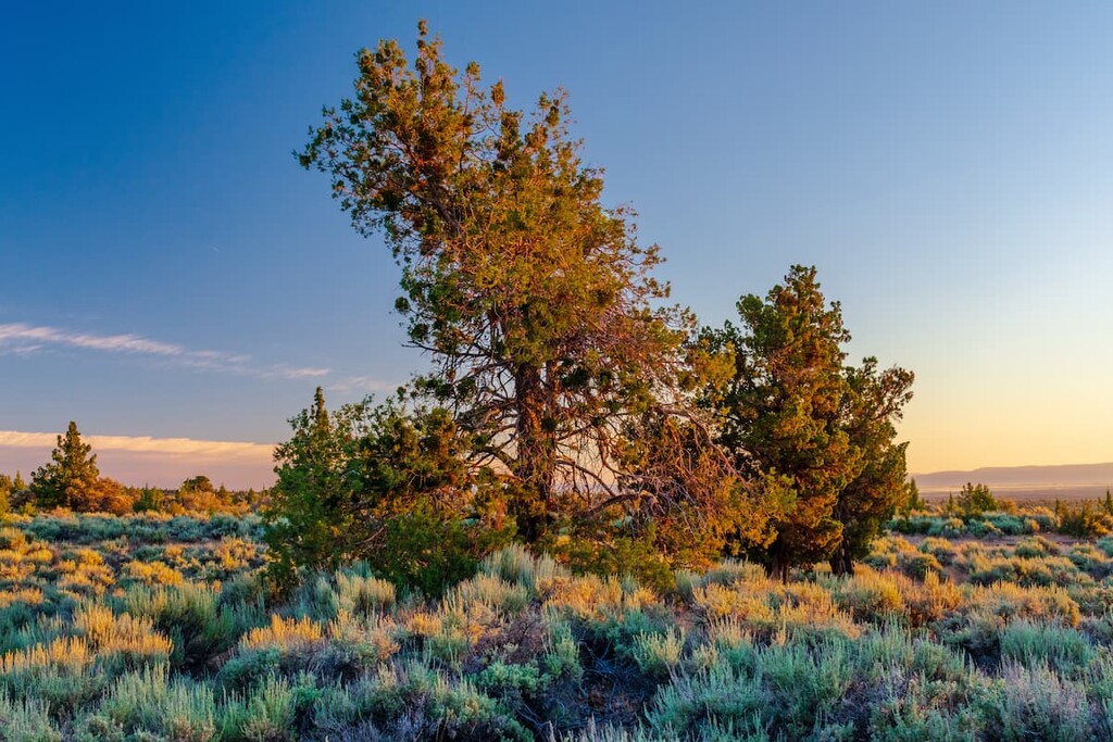 junipers, Lava Beds National Monument, California