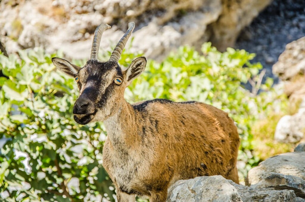 Wild goat Agrimi or Kri-Kri, Lefka Ori, Greece