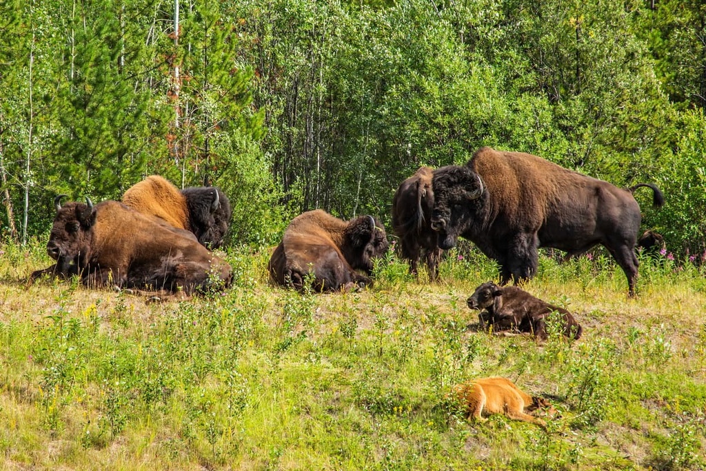 Liard River Corridor Provincial Park, Canada