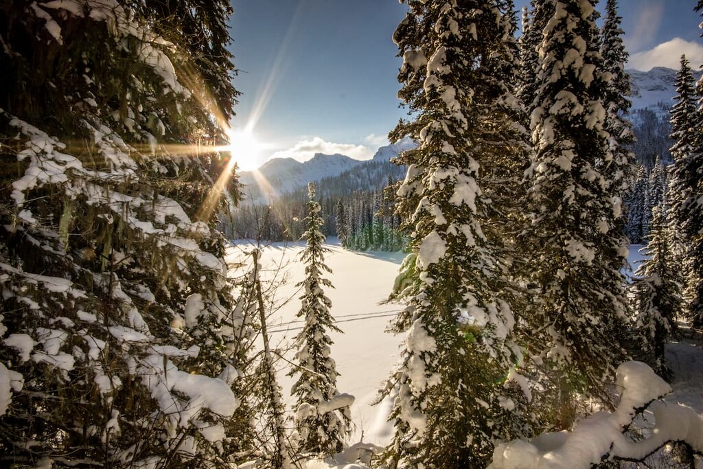 Forest, Lizard Range, Canada