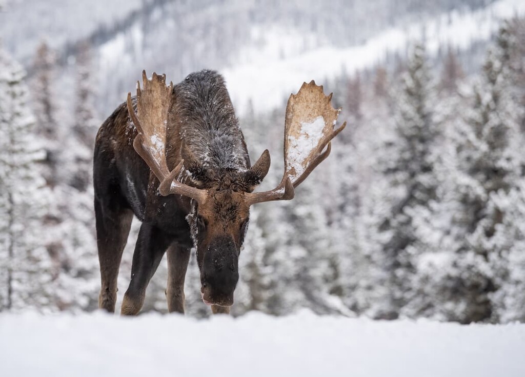 Moose, Lizard Range, Canada