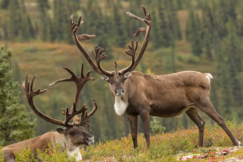 Caribou, Lizard Range, Canada