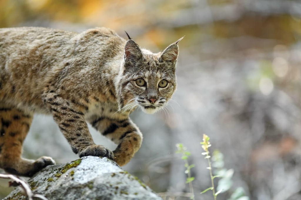 bobcat, Los Angeles County, California