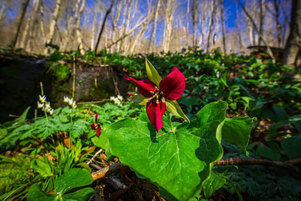 Loyalsock State Forest, Pennsylvania