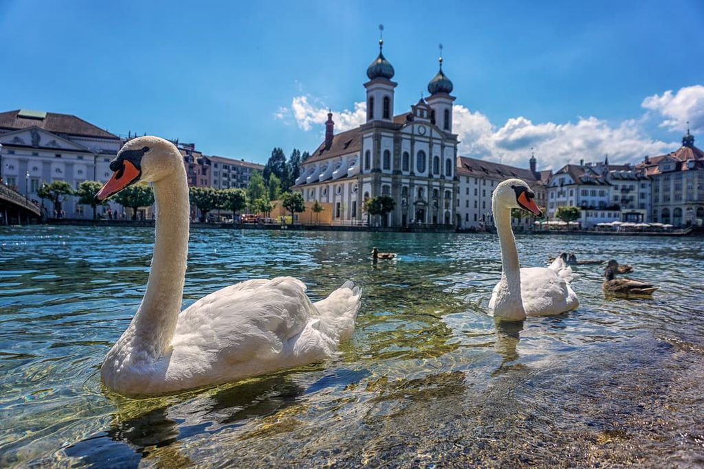Swans swimming in Luzern, Lucerne (Luzern), Switzerland
