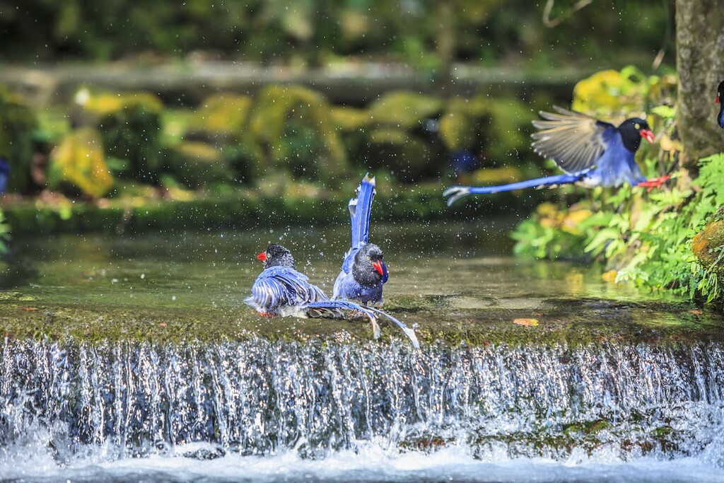 Blue magpie, Lujiaokeng Ecological Reserve, Taiwan
