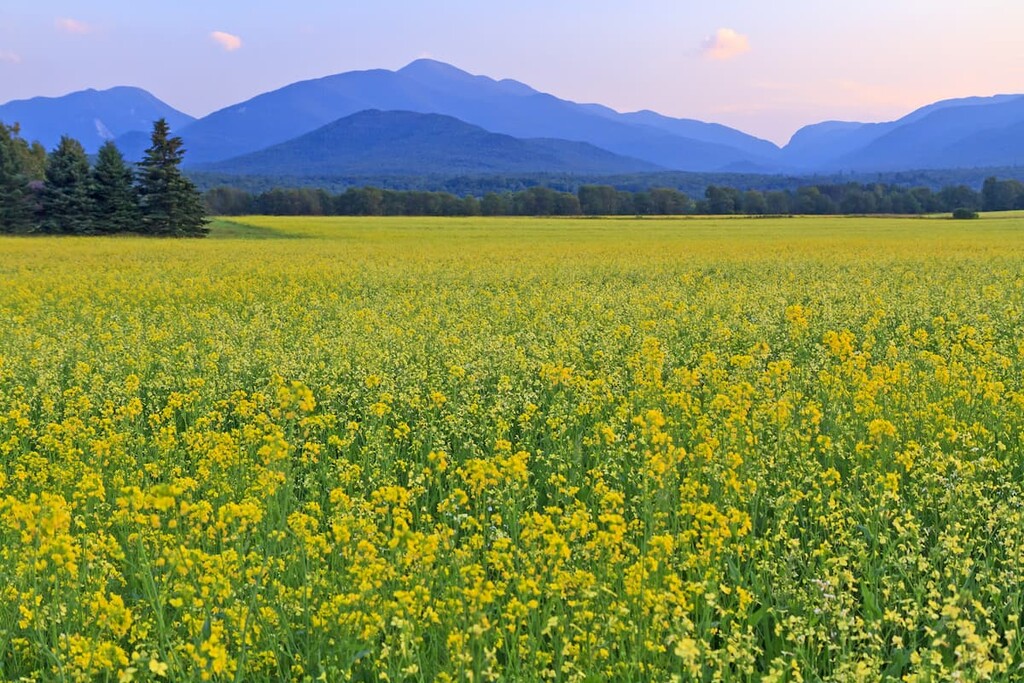 Panoramic view, MacIntyre Mountains, Adirondack