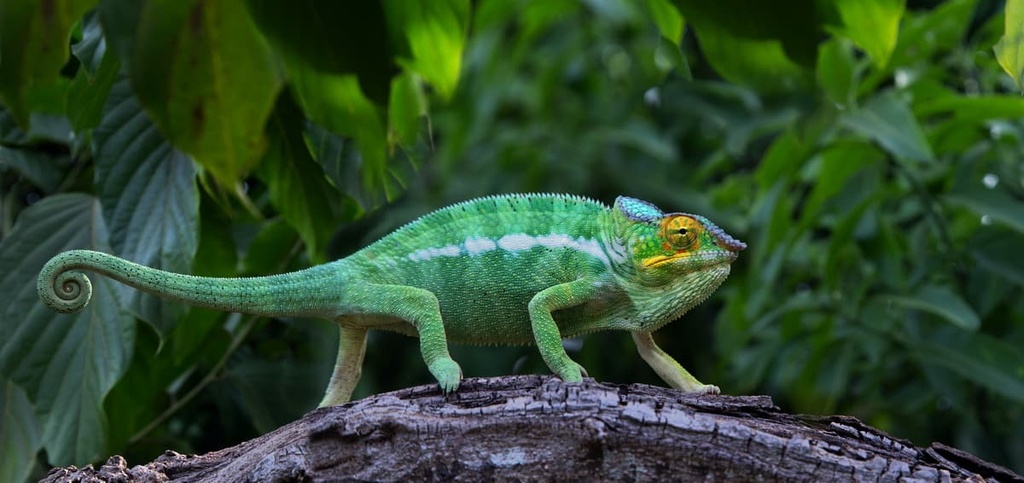Green chameleon, Madagascar