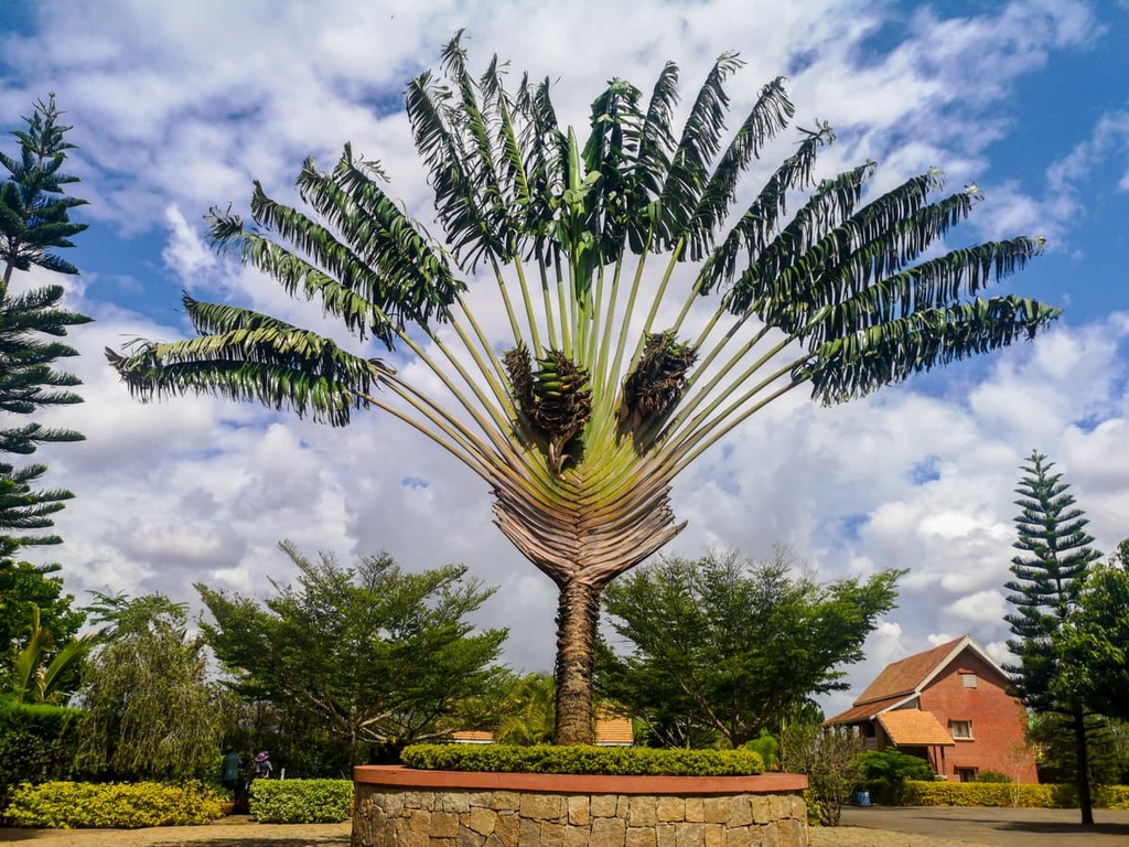 traveller's tree , Madagascar