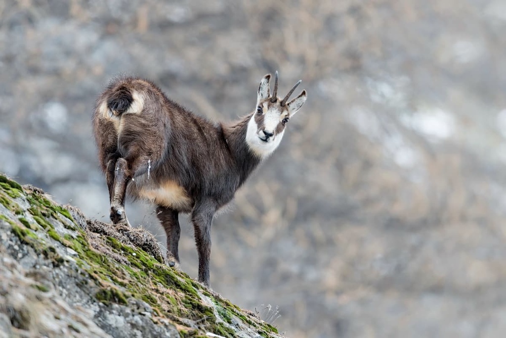 Apennine chamois, Majella National Park, Italy