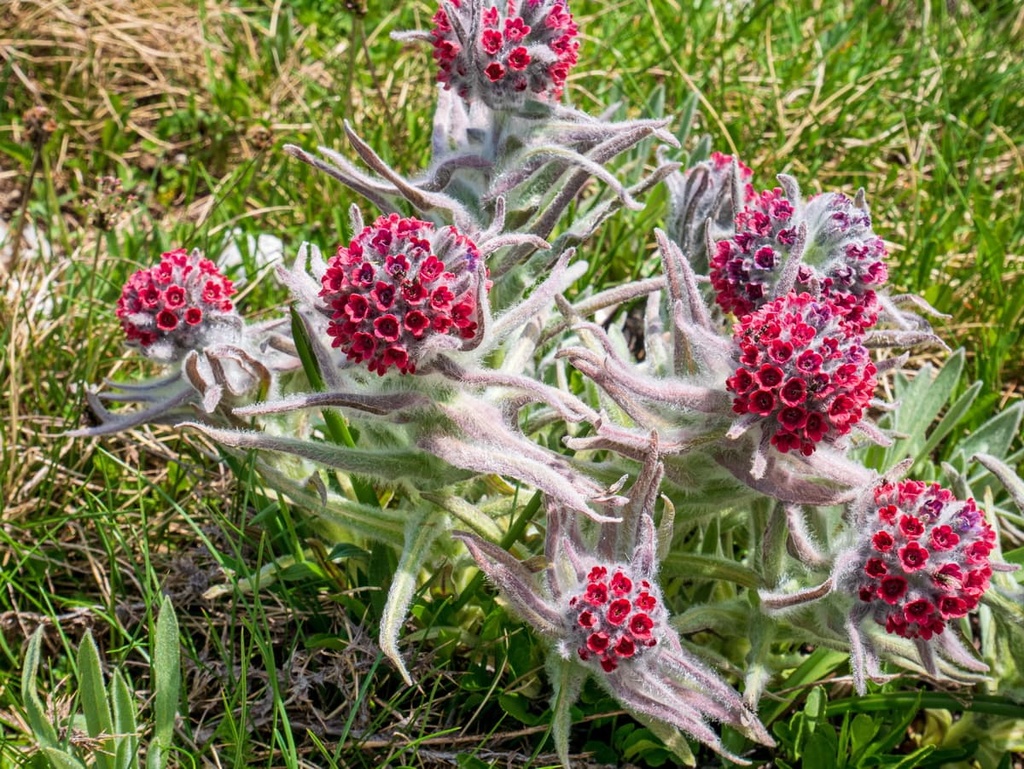  Lingua di cane della Majella (Majella dog tongue), Majella National Park, Italy
