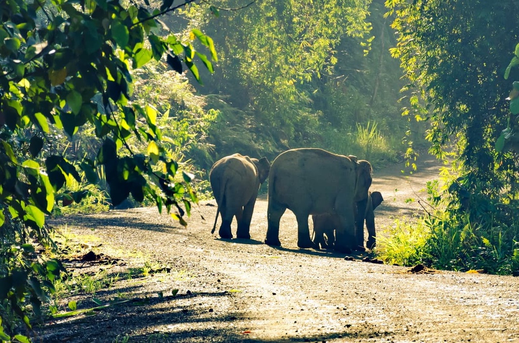 Danum Valley, Malaysia